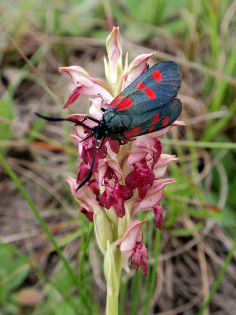 Due Zygaenidae da ID